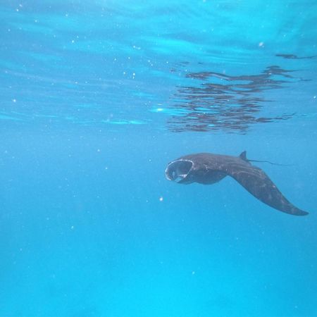 Meos Ambower Homestay Raja Ampat Fam Екстериор снимка